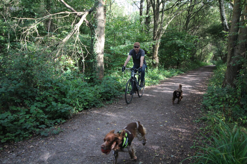 A person cycling and two dogs running through the woods along the Christmas Pie Trail.